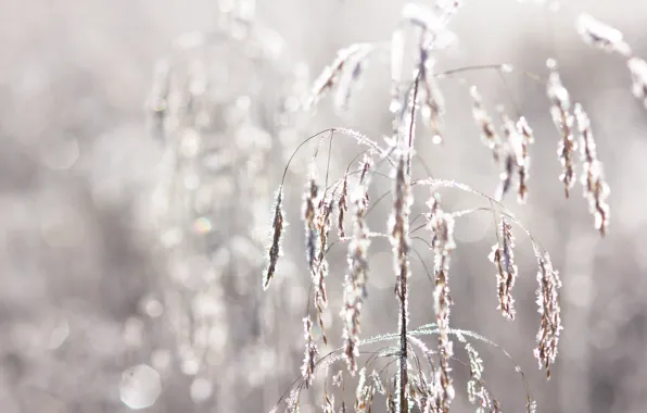 Frost, autumn, grass, morning, frost