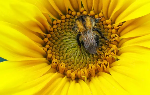 Flower, yellow, bee, sunflower, petals, bumblebee