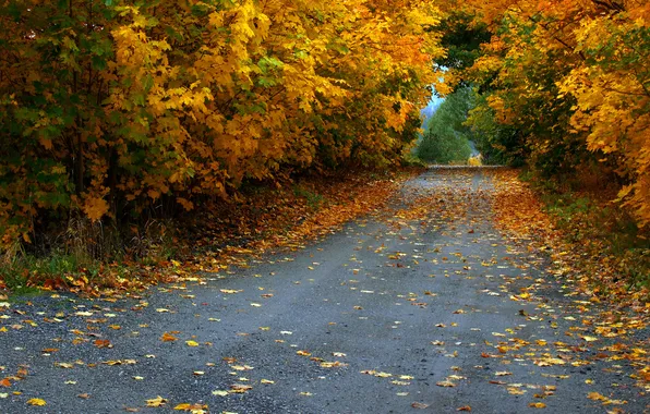 Road, autumn, leaves, trees, foliage