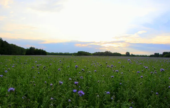 Picture sunset, Field, the sky., blue flowers