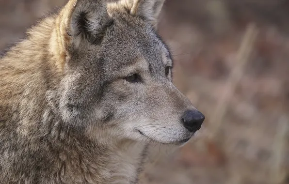 Picture face, wolf, predator, fur