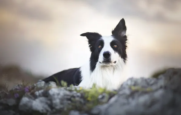 Each, dog, Border Collie, The border collie