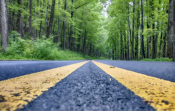 Road, forest, trees