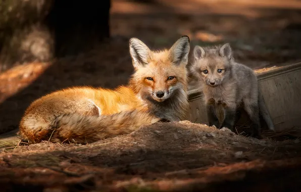Light, together, Fox, lies, Fox, mom, Fox