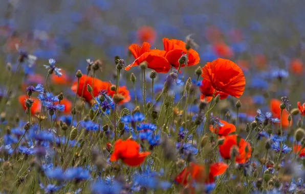 Field, summer, flowers, nature, glade, Mac, Maki, blur