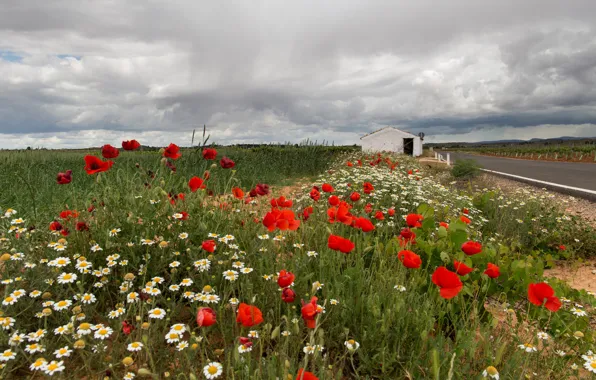 Road, field, summer, the sky, flowers, clouds, overcast, Maki