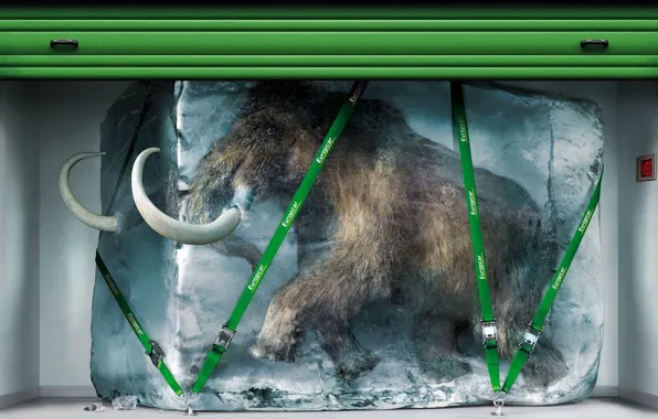 Cold, ice, fur, mammoth, tusks, frost, straps, lump