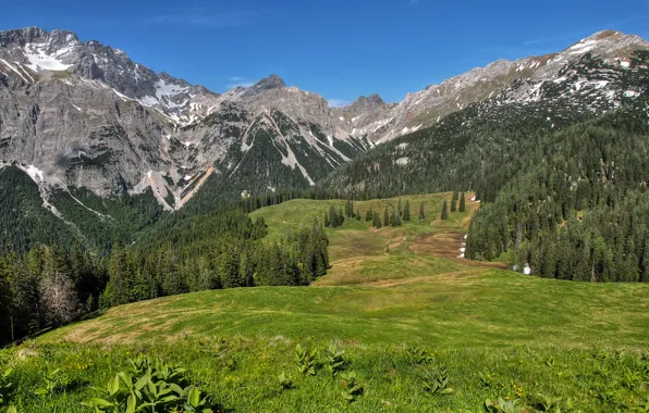 Forest, the sky, grass, trees, mountains, nature, valley, meadow