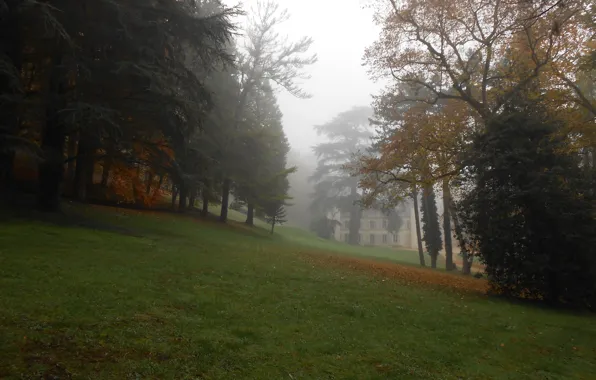 Picture trees, nature, Fog, Autumn, Trees, Autumn, Fog, Trees