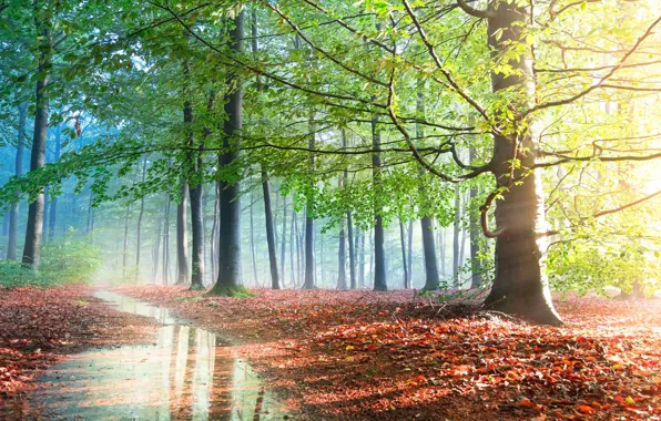 Greens, autumn, forest, leaves, rays, light, trees, fog