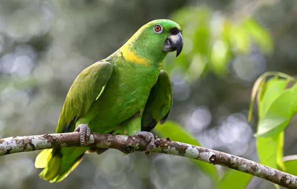 Picture leaves, nature, tree, bird, branch, parrot, bokeh