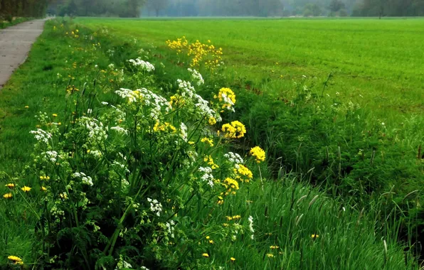 Picture Greens, Flowers, Nature, Field, Grass, Spring, Track, Flowers