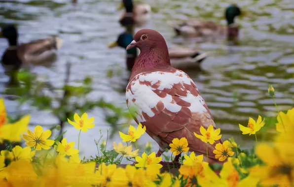 Picture look, water, flowers, birds, bird, shore, dove, duck