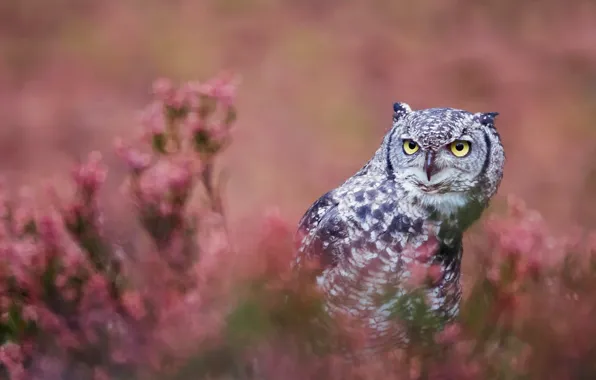 Look, flowers, grey, background, owl, bird, glade, portrait