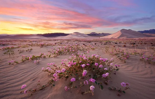 Sand, clouds, flowers, hills, desert, dunes, pink, Sands