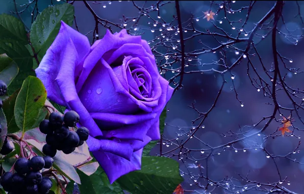 Picture autumn, drops, night, rose, blue