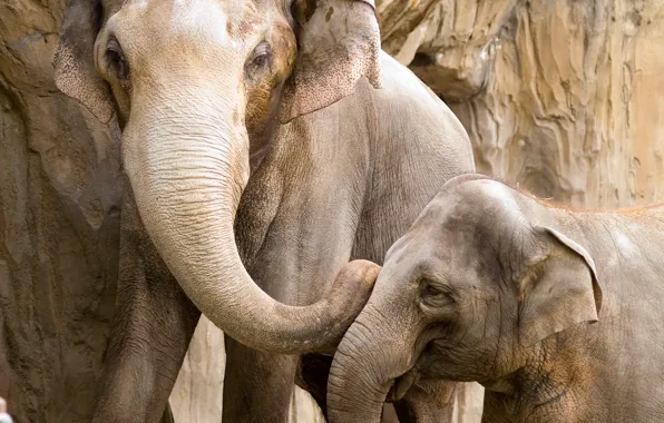 Love, joy, the proximity, devotion, care, cub, Elephants, mother