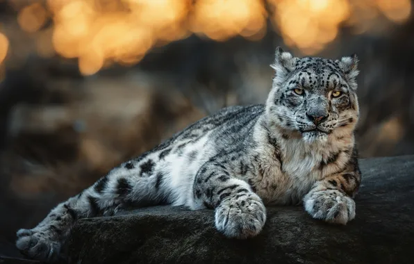 Look, stone, paws, lies, snow leopard, bokeh