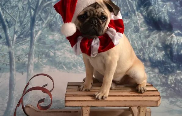 Winter, forest, look, pose, background, dog, Christmas, costume