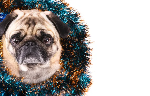 Look, Shine, portrait, dog, Christmas, pug, white background, New year