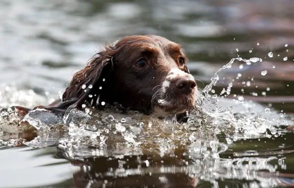 Picture look, water, each, dog