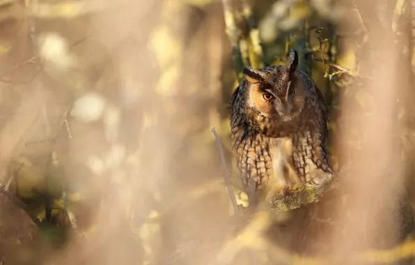 Picture forest, look, light, trees, branches, glare, owl, bird