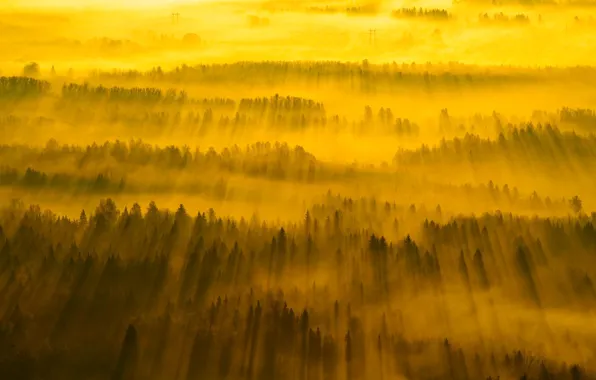 Forest, rays, trees, Estonia, Tartu county