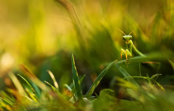 Greens, grass, leaves, mantis, blur