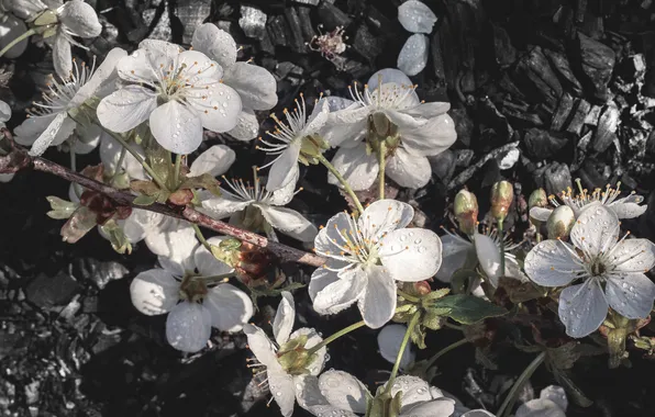 Flowers, cherry, ash, ash, branch of cherry