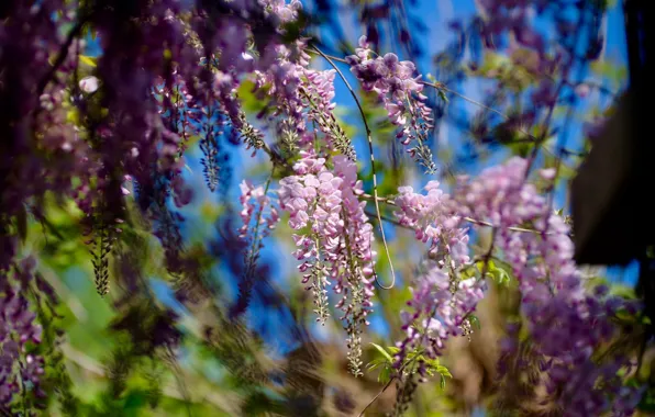 Leaves, flowers, branches, blur, spring, pink, brush, flowering