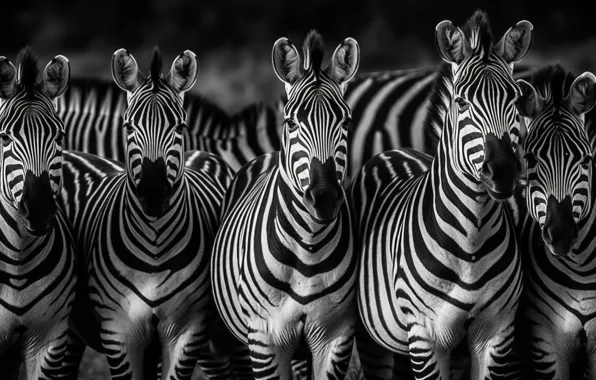 Picture Zebra, Front, Digital art, Black and white, AI art, The Art of Artificial Intelligence, Neural …