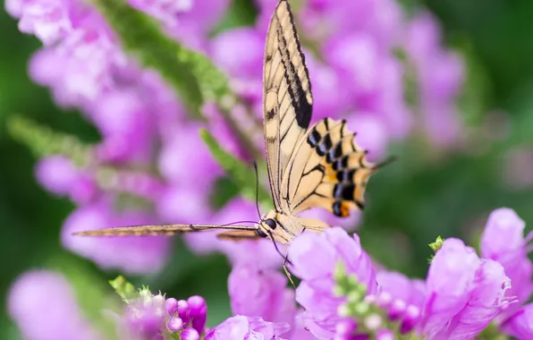 Picture flower, macro, butterfly