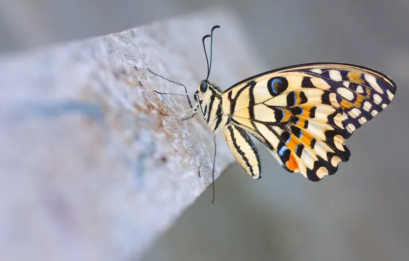 Macro, butterfly, insect