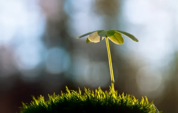 Picture grass, macro, nature, photo, plant, Rostock, nature, robin de blanche