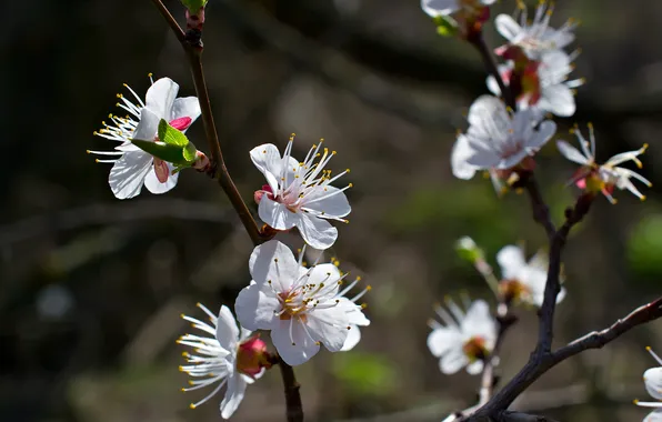 Picture flowers, branches, spring, Sunny, fruit tree