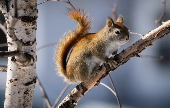 Tree, branch, protein, grey