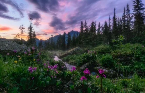 Grass, landscape, flowers, mountains, nature, stream, stones, morning