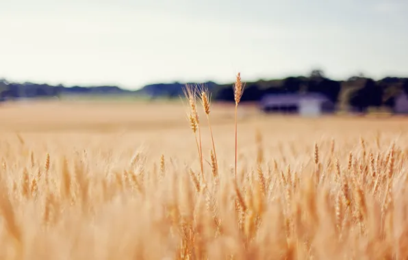 Wheat, field, gold, blur, spikelets