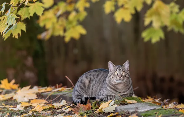Autumn, cat, cat, look, branches, nature, pose, grey