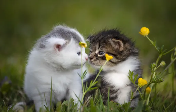 Cat, flowers, two, baby, pair, kitty, a couple, Duo