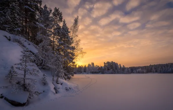 Winter, forest, snow, trees, traces, dawn, morning, Finland