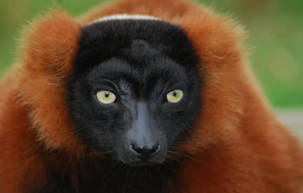Picture animal, wildlife, lemur