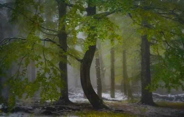 Picture greens, autumn, forest, snow, trees, branches, nature, green