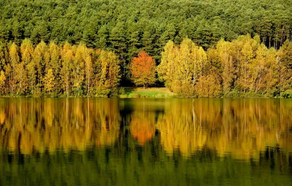 Picture forest, water, trees, reflection