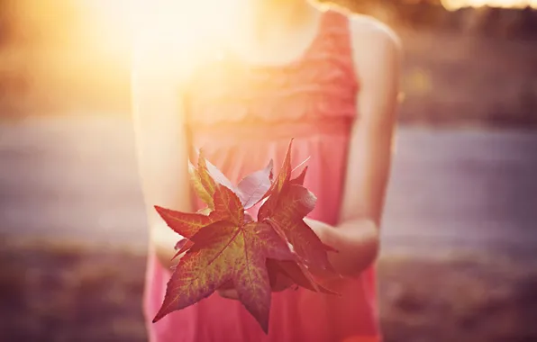 Leaves, the sun, red