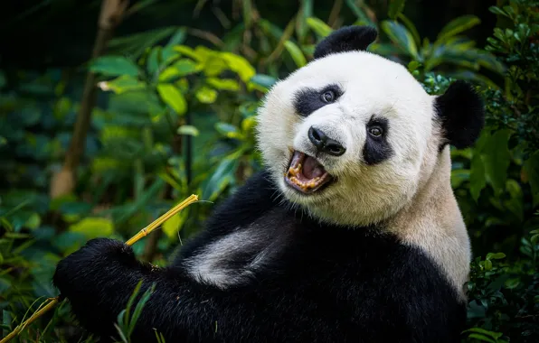 Look, face, leaves, nature, portrait, bamboo, bear, bear