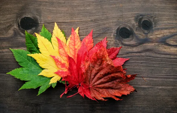 Autumn, leaves, colorful, maple, wood, autumn, leaves, maple
