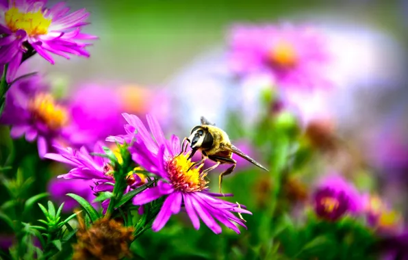 Picture autumn, macro, flowers, nature, bee, blur, flora