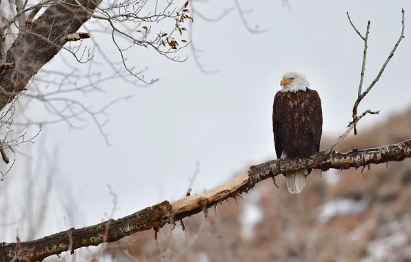 Winter, autumn, the sky, leaves, snow, nature, bird, eagle