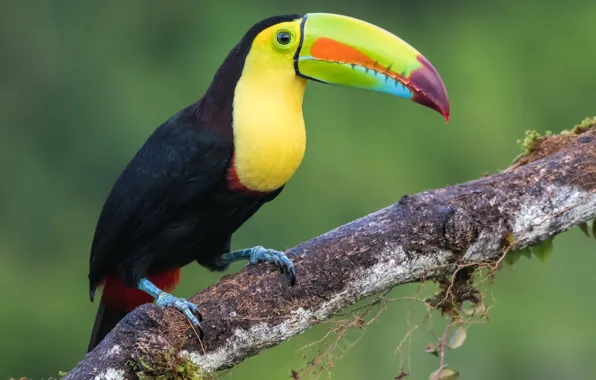 Picture birds, Toucan, iridescent Toucan